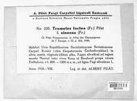 Irpex lacteus image